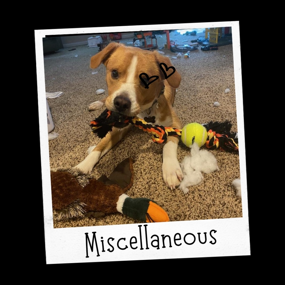 Miscellaneous